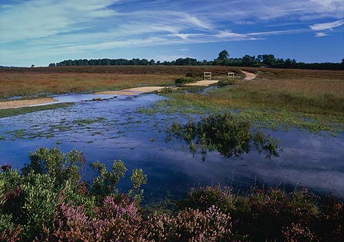 New Forest Landscapes : Pond at Shatterford Bottom
