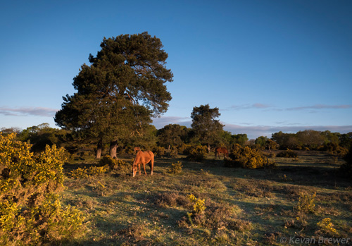 New Forest Landscapes : Ponies near Culverley
