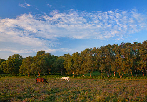 New Forest Landscapes : Grazing Ponies at Halfpenny Green