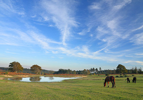 New Forest Landscapes : Ponies near Mogshade Pond