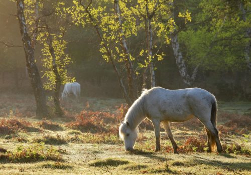 New Forest image: Grazing Ponies at Park Hill