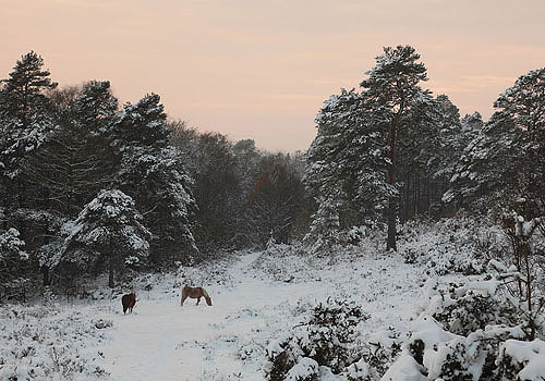 New Forest Landscapes : Ponies in the Snow at Crabhat Inclosure