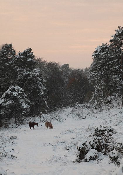 New Forest Landscapes : Ponies in the Snow at Crabhat Inclosure