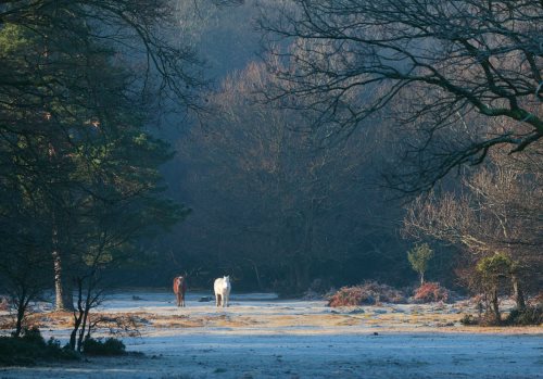 New Forest Landscapes : Ponies at Tantany Wood