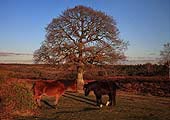 Resting Ponies on Mogshade Hill image ref 259