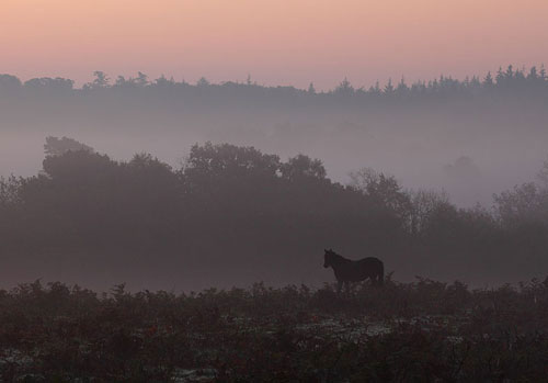 New Forest Landscapes : Pony at Dawn near Fritham Cross