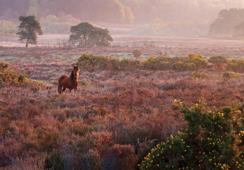 New Forest Landscapes : Pony at Duck Hole