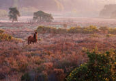 Pony at Duck Hole image ref 416