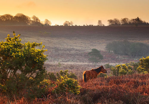 New Forest Landscapes : Pony at Fox Hill