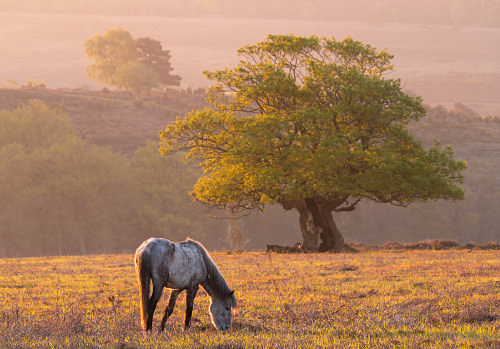 New Forest Landscapes : Grazing Pony at Fritham Cross