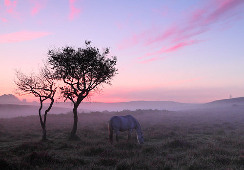New Forest Landscapes : Pony at Dawn, Latchmore Bottom