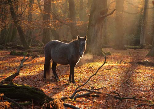 New Forest Ponies : Pony in Misty Autumn Woodland