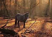Pony in Misty Autumn Woodland image ref 260