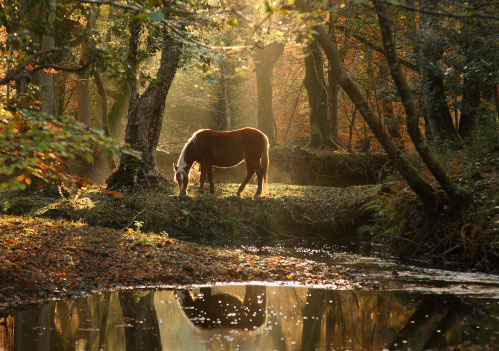 New Forest Landscapes : Grazing Pony by Highland Water