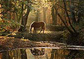 Grazing Pony by Highland Water image ref 198