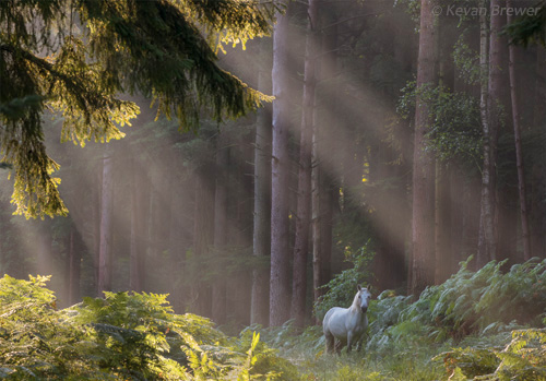 New Forest Landscapes : Pony in Sloden Inclosure