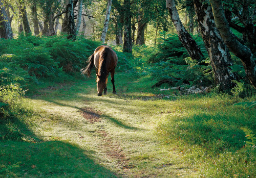 New Forest Landscapes : Pony near Soarley Bottom