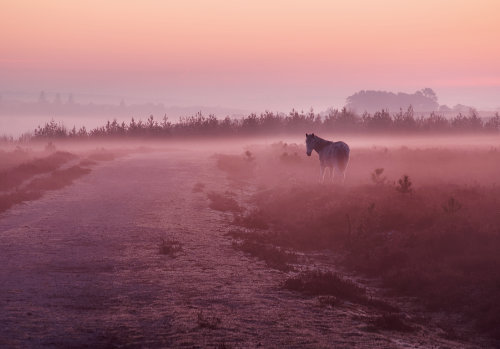New Forest Landscapes : Pony near Wilverley Post