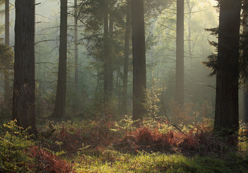 New Forest Landscapes : Puckpits Inclosure