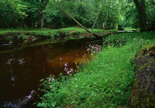 Ragged Robin by Lymington River.Ragged Robin enjoys the damp conditions along the banks of New Forest rivers