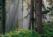 Roe Inclosure image ref 419