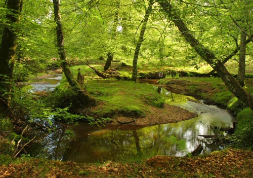 New Forest Landscapes : The River Bend