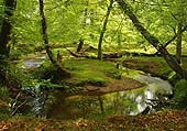 Highland Water in Summer