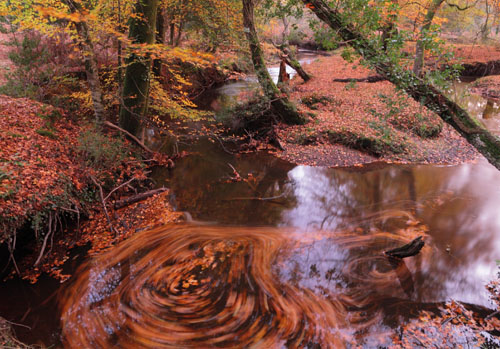 New Forest Landscapes : Highland Water in Autumn