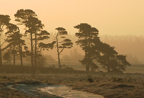 New Forest Landscapes : Shatterford Bottom in Winter