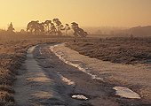 Winter Dawn at Shatterford Bottom image ref 181