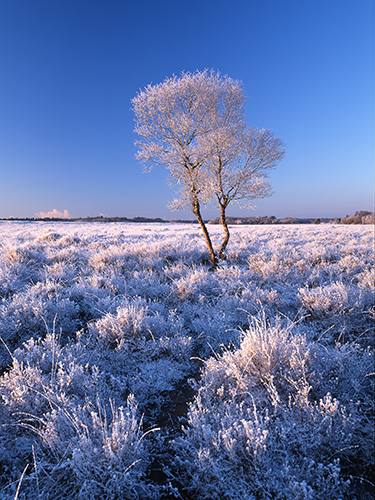 New Forest image: Snow at Dibden Bottom