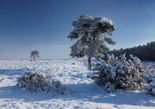 New Forest Landscapes : Snow on Beaulieu Heath