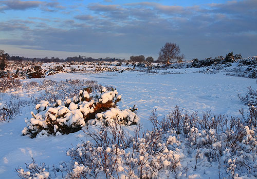 New Forest Landscapes : Snow on Blackwell Common