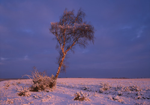 New Forest Landscapes : Snowy Birch near Beaulieu Road