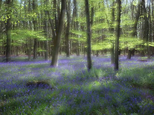 New Forest Landscapes : Bluebell Impression