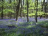 Bluebell Impression image ref 165