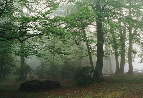 New Forest Landscapes : Spring Beeches