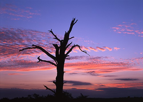 New Forest Landscapes : Dead Tree near Wilverley at Sunset