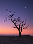 Stark Tree and Crescent Moon at Backley image ref 170