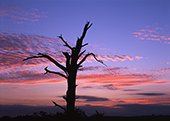 Dead Tree near Wilverley at Sunset image ref 177