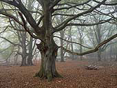 Beech Tree in Brinken Wood image ref 210