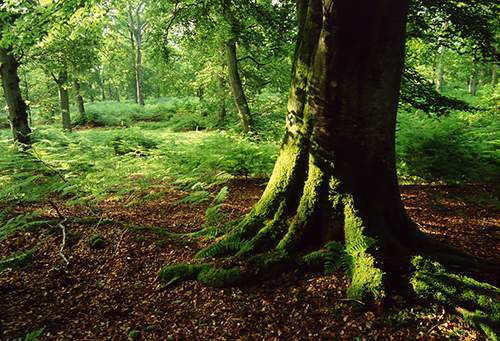 New Forest Landscapes : Summer Woodland in the New Forest