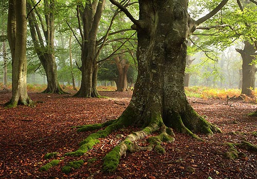 New Forest Landscapes : Beech Trees in Matley Wood