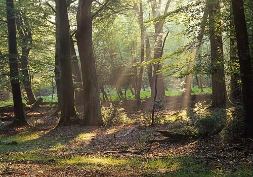 New Forest Landscapes : Sunlight in Stubbs Wood