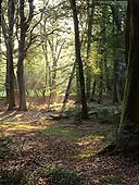 Stubbs Wood in Summer image ref 211