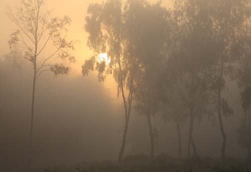 New Forest Landscapes : Birches on a Misty Morning