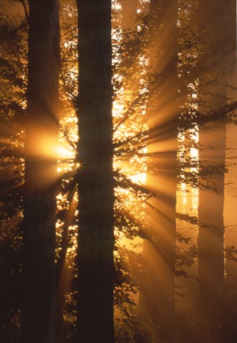 New Forest Landscapes : Sun rays