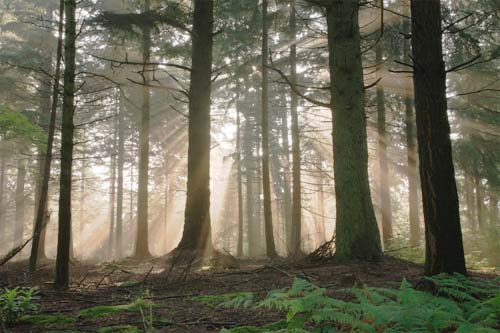 New Forest Landscapes : Sunrays in Bolderwood