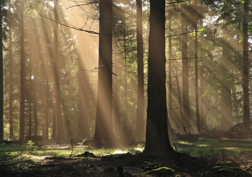 New Forest image: Sunrays in Bolderwood