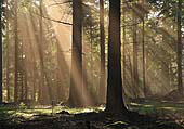 Sunrays in Bolderwood image ref 201